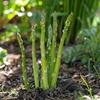 50 Green Asparagus Seeds - Semi-Wild Permaculture