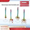 Bendable Human Spine Model with Sacrum, Pelvis, and Femur