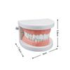 1Set 28 Teeth Dental Lab Model With Soft Gums Adult Standard Denture Demonstration Teaching Tool For Dentist Patient Education