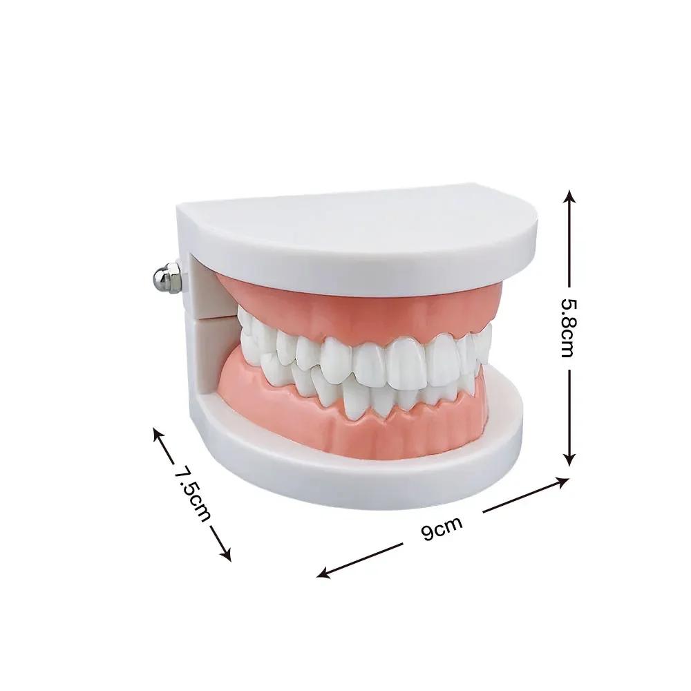 1Set 28 Teeth Dental Lab Model With Soft Gums Adult Standard Denture Demonstration Teaching Tool For Dentist Patient Education