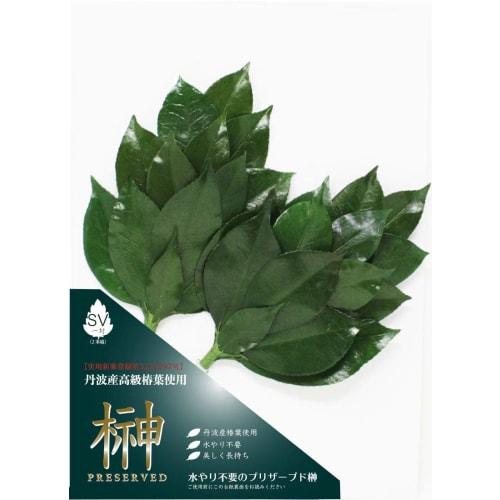 

A&K Japanese-Made Preserved Sakaki Flowers, Extra Large, Pair (2 stems), 14 x 2 x 28 cm, Small