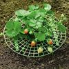 5sets High-Quality Strawberry & Small Vegetable Plant Stand/ Bed - Elevated Fruit Production with Harvestable Berries, Space-Saving Design Suitable
