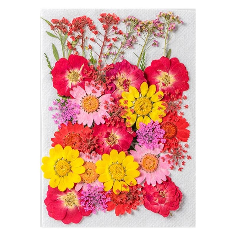 Colorful Real Dry Herbs Set Assorted Dried Flower Bundle Pressed Flower for Creative Scrapbook and Decors