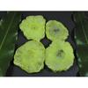 290Cts. Dyed Solar Durzy Agate 4Pcs Crystal Loose Gemstone Lot 28X33-32X40MM A-221