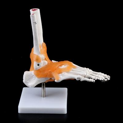 1: 1 Lidská kostra Model člověka Lékařská anatomie kloubu Vazivo kotníku Anatomicky výukový nástroj