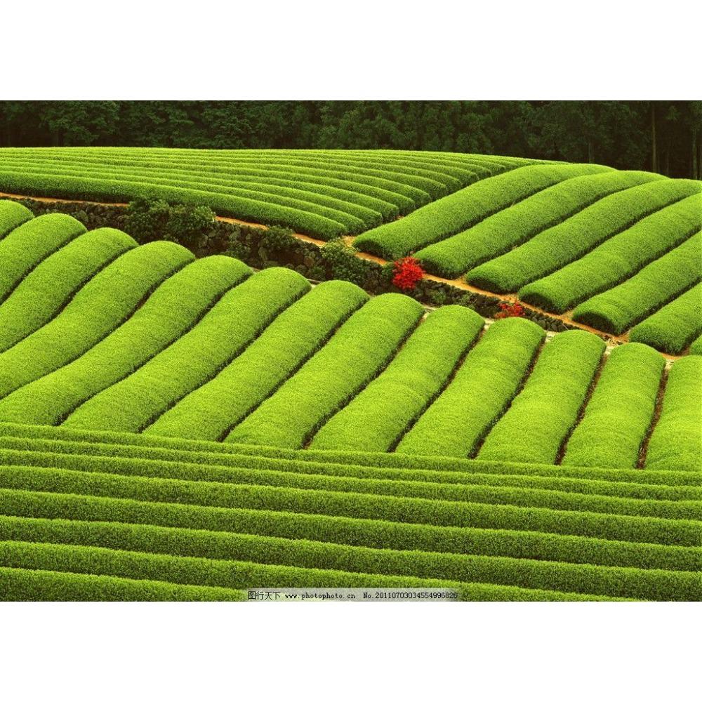 Milk Oolong Tea Jin Xuan High Mountain Tie Guan Yin Green Oolong Loose Leaf 50g