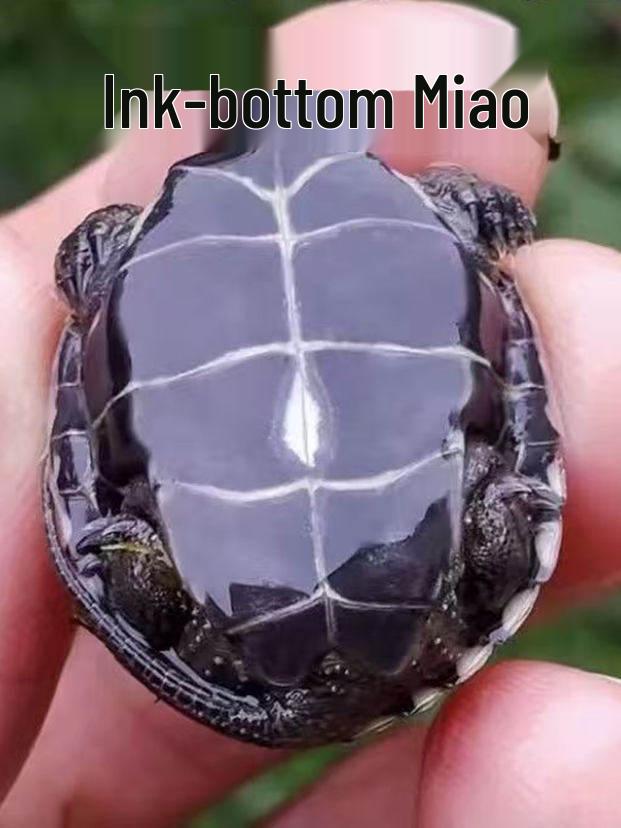 Live Baby Black Shell Chinese Grass Turtles - Outdoor Pond Cold Water Pet