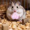 Small Rodent Fun Shape Teeth Grinding Stone Pets Supplies For Hamster,rabbit,chinchillas Nutritive Substances Chew