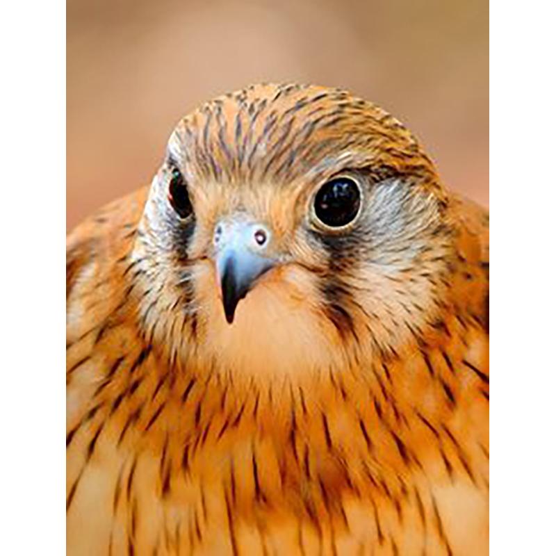 5D Diamond Painting Eagles Diamond Embroidery Cross Stitch Full Round Round Drill DIY Rhinestones Wall Art Home Decor