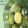 ZISIZ Modern Round Plastic Fruit & Candy Tray
