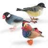 Realistic Decorative Animal Model Set Featuring Colorful Duck Sparrow Finch And Tit For Home And Office Display