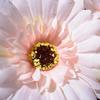 Modische dekorative Gerbera-Kunstblume für Zuhause, Hochzeit, Dekoration