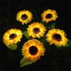 Solar LED Fairy Lights Outdoor Simulated Sunflower Lawn Lamp Garden Ground Light Wedding Valentine's Day Ramadan Decoration