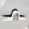 Gothic Lolita Angel Wing Lace Headband