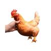 32 cm Game Stuffed Doll Cute Rooster Plush Toy Plush Doll Chicken Stuffed Toy  Home Decor