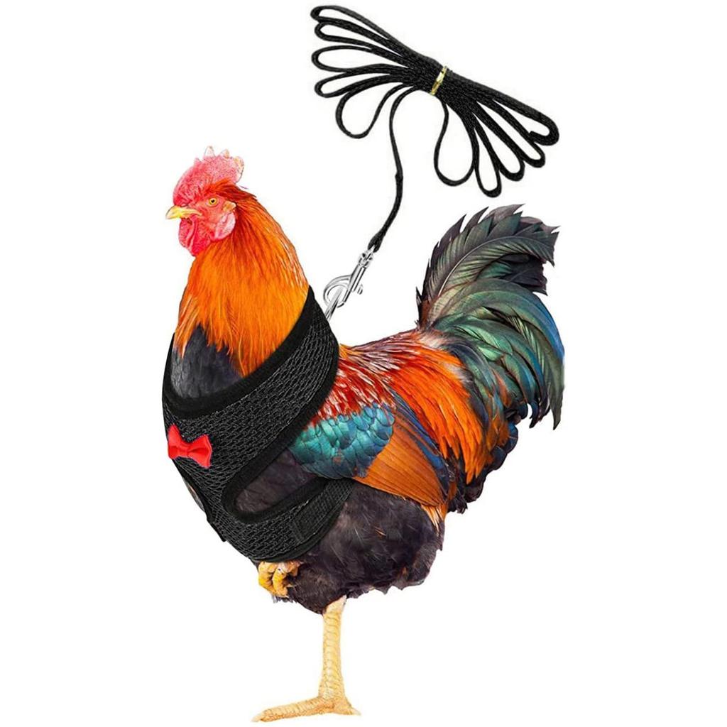 Kyllingsele med bånd og matchende belte, komfortabel høne kjæledyrvest