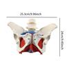 Female Pelvic Model Hip Flexible Medical Skeleton Teaching Aid for Midwife in