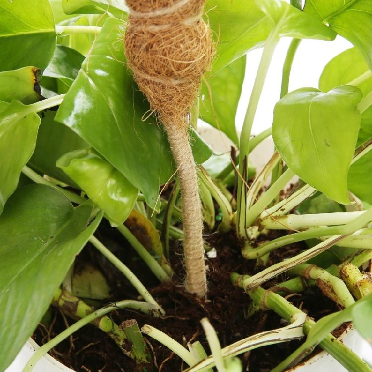 Plant Support Flexible Plant Stake Living Room Plant Stand Plant Climbing Support Suitable for Indoor Plant Growth