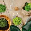 Handmade Artificial Plants Preserved Moss Simulation Fake Plant Garden Decor Landscape Wall Decor Home Decoration Accessories Gifts