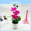 Decorative Potted Phalaenopsis Plant For Living Room Decor And Display Gift