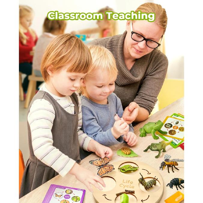 Life Cycle Learning Education Toys, Insect Caterpillar To Butterfly Kit, Ladybug, Bee, Tadpole To Frog Kit Life Cycle Toys for Kids, Preschool