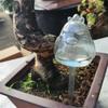 Automatic Plant Watering Bulbs Self Watering Globe Balls Water Device Drip Irrigation System for Garden Flower Plants Mom&Pea YQ