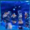 Kailh Deep Sea Pro Islet Silent Linear Switch Whale Tactile 3pin Mechanical Keyboard Mute Switches RGB Factory Lubed Dust-proof