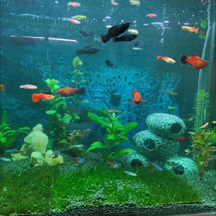 Aquarium Resin Rock Cave Decoration Hideout for Hermit Crabs Shrimp Guppy