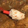 Street Stall Conch Shell Whistles & Toys: Creative Souvenirs