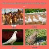 Mangeoire Automatique pour Volailles : Poulets, Canards, Oies et Pigeons