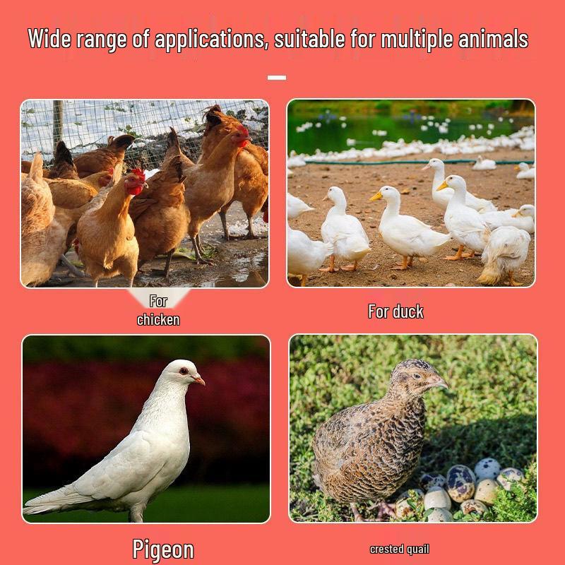Mangeoire Automatique pour Volailles : Poulets, Canards, Oies et Pigeons
