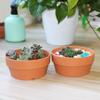 Vaso Fiorito Succulente Piante in Vaso Mini Fioriere Decorazione Ufficio Giardino Accessori Casa EL