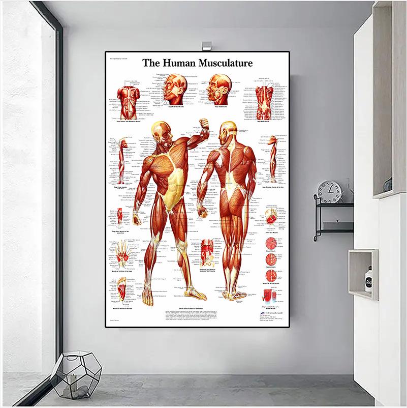 Human Musculoskeletal System Anatomy Poster – Medical Wall Art for Office Decor