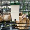 Automatic Rabbit Water Dispenser Bottle & Bowl Feeder