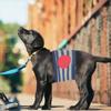Hundebauchbinde für Rüden zum Stubenreinheitstraining, Anti-Belästigung, Baumwolle, Hundewindel-Wrap, Weiches, Saugfähiges Pad, 5 Größen, Zubehör