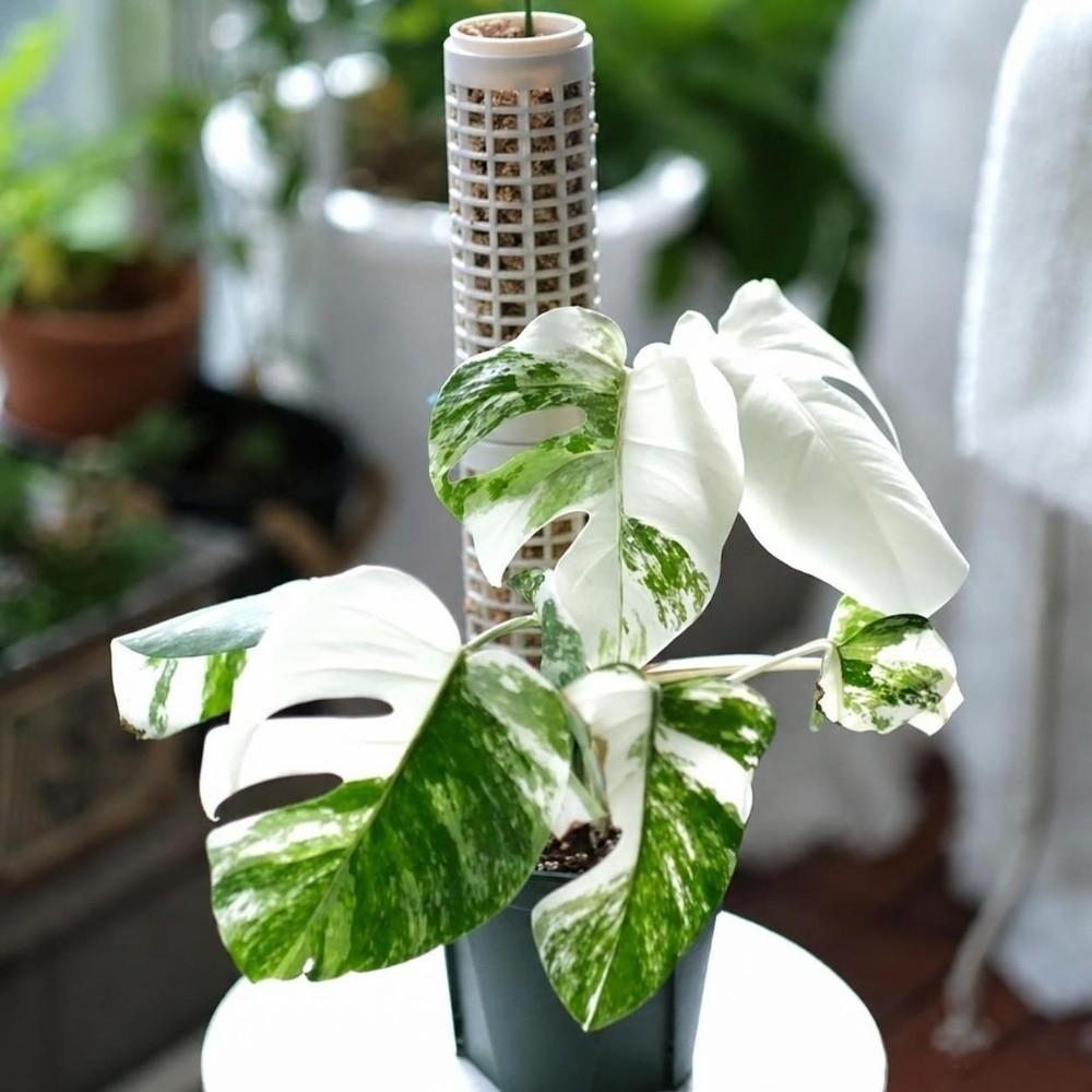 2pcs Plastic Moss Pole Easy Assembly Plant Growth Stand Durable Vine Climbing Column  Indoor Plants