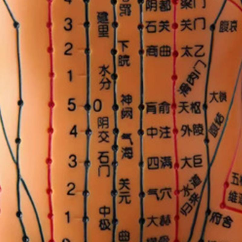 Männliches Akupunkturmodell mit Meridianpunkten Weibliches Akupunkturmodell mit chinesischem Punkt für Akupressur & Akupunktur