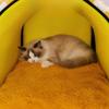 Winter Warm Heated Cat Beds House Timed Electric Blanket Closed Cat House Kitten Kennel 9-level Temperature Control Cat Tent