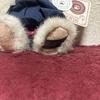 [USED] Boyds Bears Teddy Bear