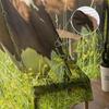 Country Animal Cows Tulle Curtain Home Office Window Decor Bedroom Kitchen Balcony Modern Sheer Curtain