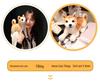 Akita Dog Plush Toy – Cute Brown Shiba Inu Puppy with Bell
