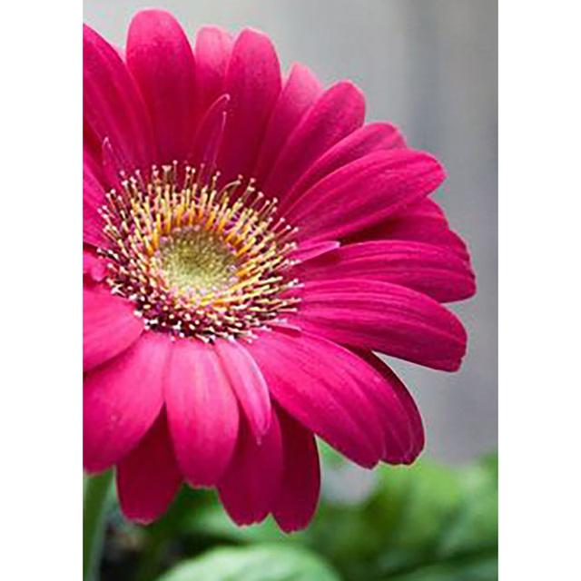 5D Diy Diamond Painting Vase Diamond Embroidery Fresh Flower Cross Stitch Full Round Round Drill Wall Art Picture Handmade Gift