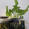 1/2/3Pcs Aquarium Plant Support Basket Plant Cultivation Rack With Integrated Hook Decor Rack Fish Tank Potted Aquarium Shelf