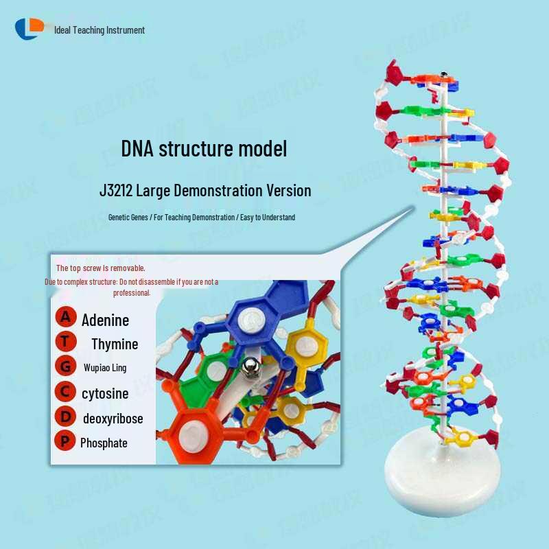 DNA Double Helix Model for Biology Education: Primary to High School Science Teaching Tool