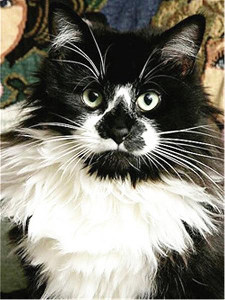 Diamond Painting Cat 5D DIY Diamond Embroidery Sale Cross Stitch Animals Rhinestones Mosaic Kit Home Decoration