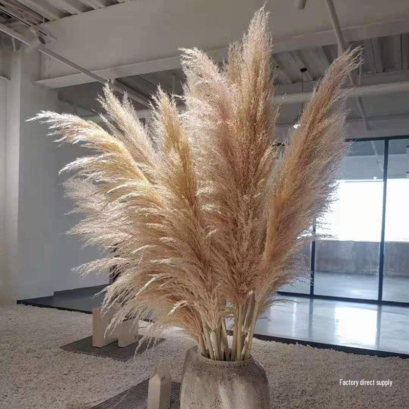 Extra Large Preserved Pampas Grass Bouquet for Nordic Style Decor