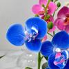 5 Plantas Simuladas de Phalaenopsis en Maceta para Decoración de Hogar y Oficina Plantas Pequeñas en Maceta Falso Bonsái Plantas Verdes