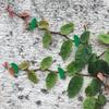 Vine Clips 8 PCS Garden Stake Clips Invisible Self Adhesive Leaf Shape Plant Vine Traction Sticker For Climbing Plant Fixing