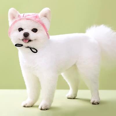Giyim ve ayakkabı – Köpek için şapkalar