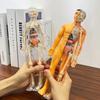 Non-Toxic 3D Human Torso Model Children Diy Assembled Puzzle Human With Removable Organ Early Science Education Kid School Medical For Kid
